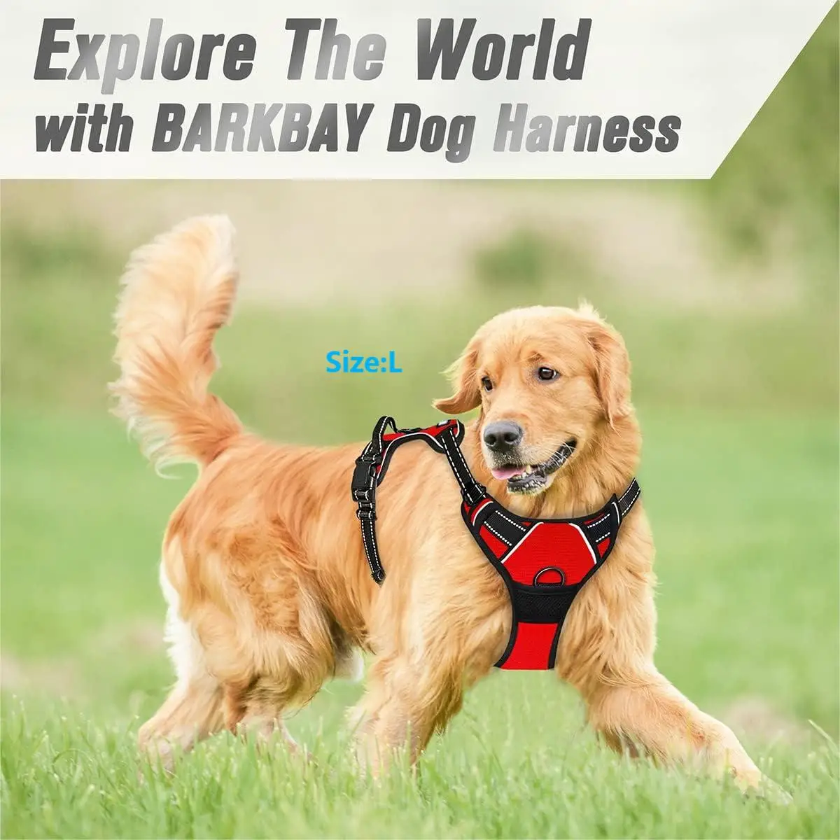 Harness laid on the dog's back